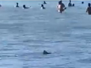 Sorpresa en Mar del Plata: Un tiburn apareci entre los baistas y caus revuelo