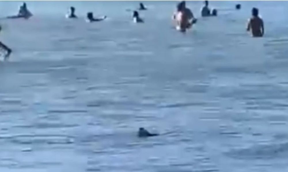 Un tiburón apareció entre los bañistas y causó revuelo