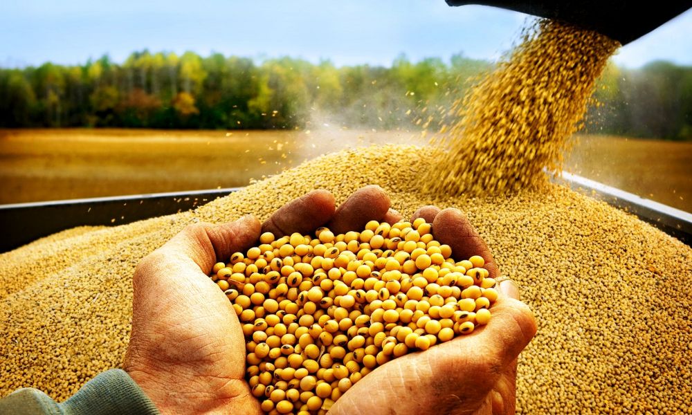 La soja y el maíz acumulan subas