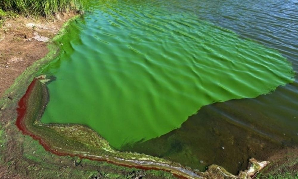 Alerta roja por cianobacterias en lagunas bonaerenses Alerta roja por cianobacterias en lagunas bonaerenses