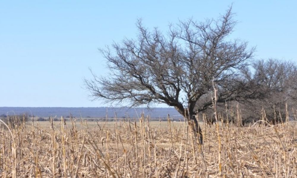 Prorrogan la emergencia por sequía en Pergamino
