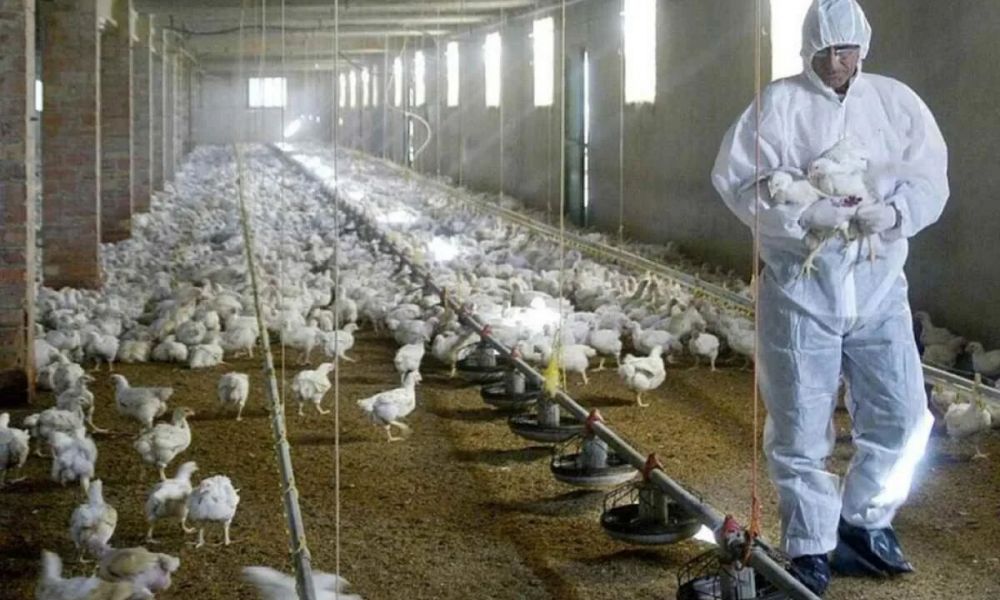 Primer caso de gripe aviar en aves de corral
