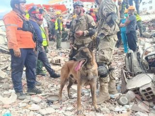 Bart, el héroe de cuatro patas: El perro argentino que fue clave para rescatar a dos niños