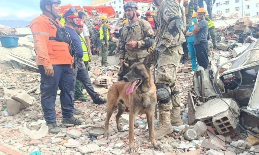Bart, el héroe de cuatro patas