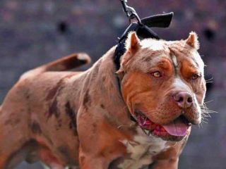 Tragedia en Mar del Plata: Un pitbull mat a una beba y la Justicia investiga a la familia
