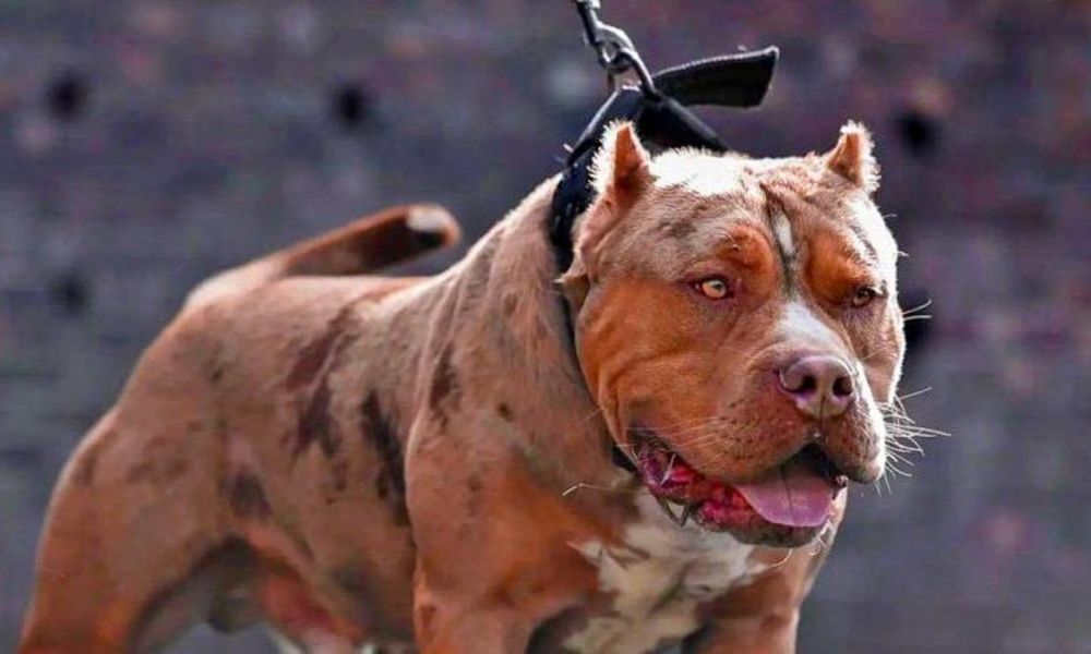 Un pitbull mató a una beba
