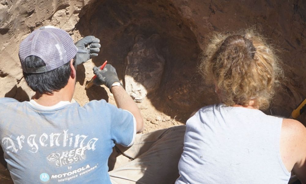 Hallan el cráneo de un mamífero de la Era de Hielo