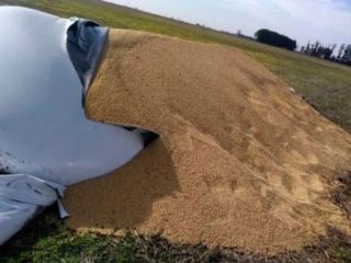 Vuelve la preocupación en el agro: Ataque a silobolsas provoca pérdidas millonarias