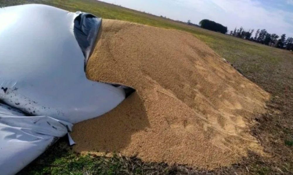 Ataque a silobolsas provoca pérdidas millonarias