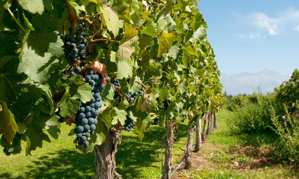 Utilizan biotecnología para eliminar virus en vid