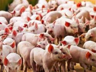 Alertan de la pandemia potencial de un nuevo virus