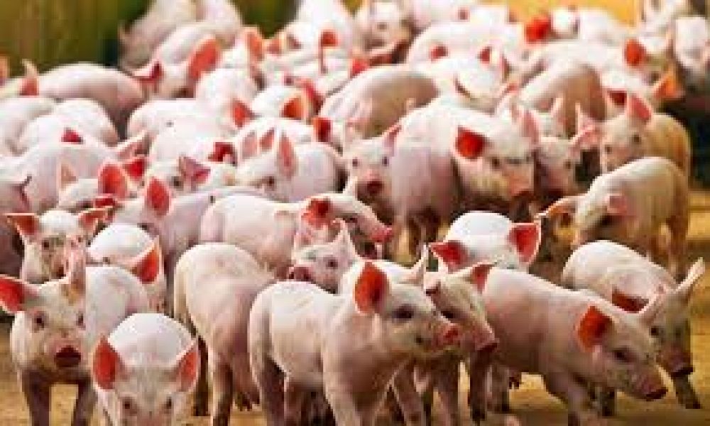 Cerdos en la mira de nueva pandemia