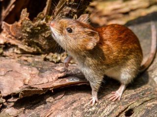 Confirman un nuevo caso de hantavirus y la paciente permanece en terapia intensiva