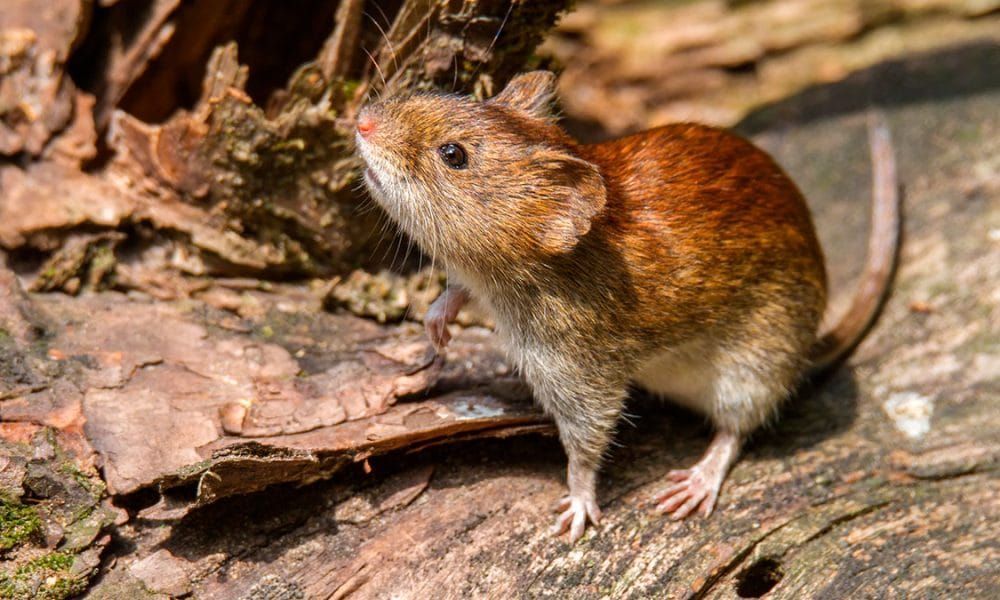 Confirman un nuevo caso de hantavirus en Bariloche