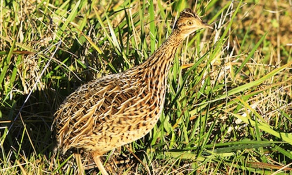 Habilitaron la caza deportiva mayor y menor