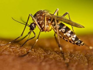 Panorama epidemiolgico nacional: dengue en descenso y vigilancia de virus respiratorios