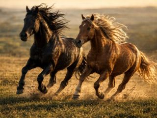 Microchip obligatorio para caballos: Qué cambia y desde cuándo habrá que identificar a todos los equinos