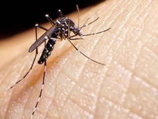 Liberan mosquitos estriles fosforescentes para frenar el dengue