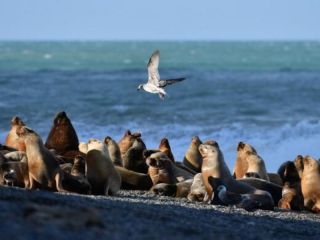 Alerta por muertes de lobos marinos en costa atlntica debido a influenza aviar