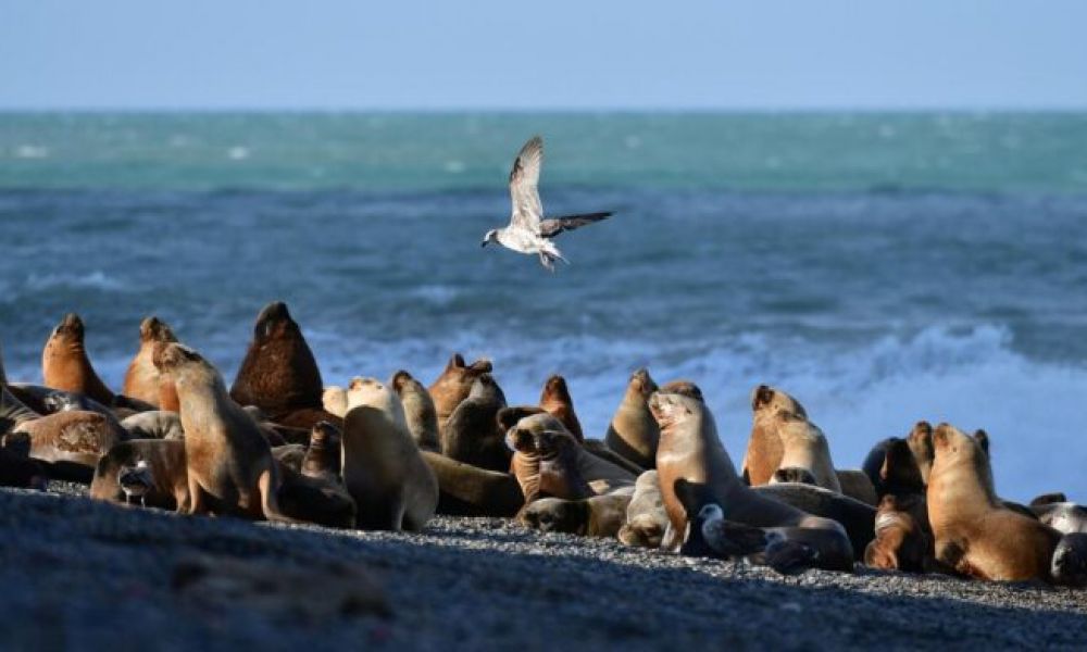 Alerta por muertes de lobos marinos
