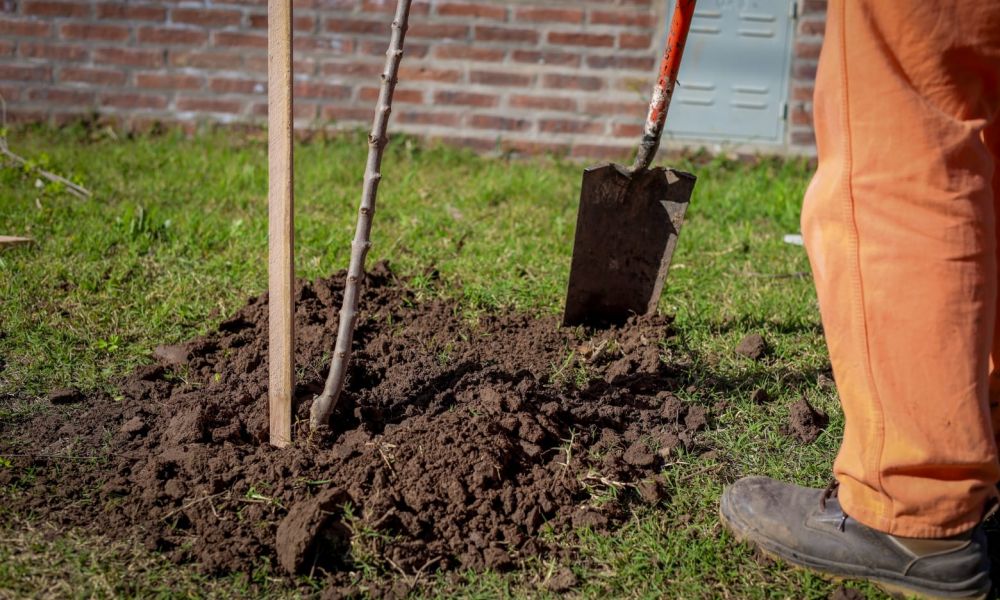 Plan de Forestación