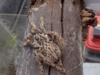 Desmantelan venta ilegal de animales exticos: 172 Araas, un escorpin y una serpiente rescatados