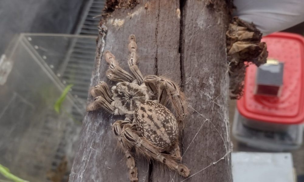 Desmantelan venta ilegal de animales exóticos