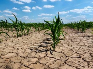 Sequía: declaran a 33 municipios en emergencia o desastre