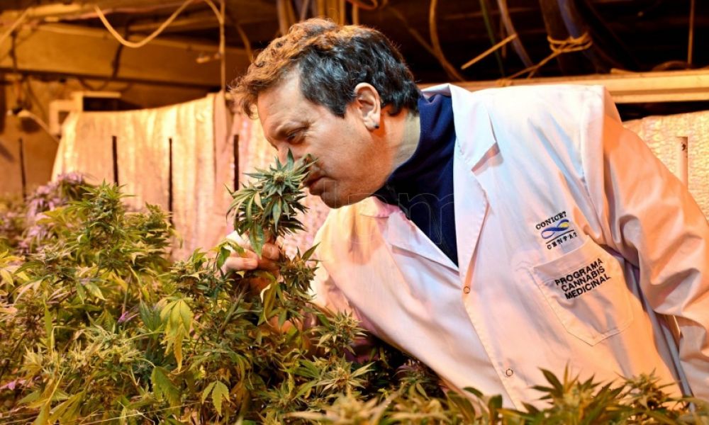 Cannabis medicinal en Argentina