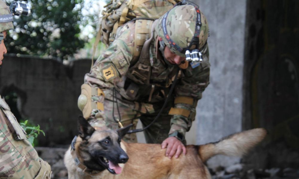 Los nuevos héroes caninos listos para el rescate