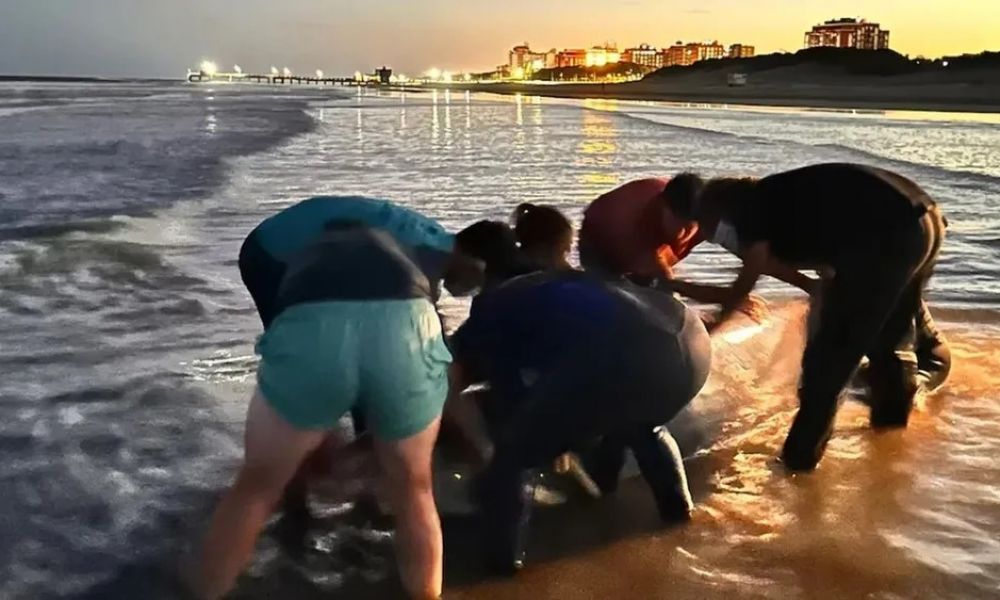 Un cetáceo apareció en San Clemente del Tuyú