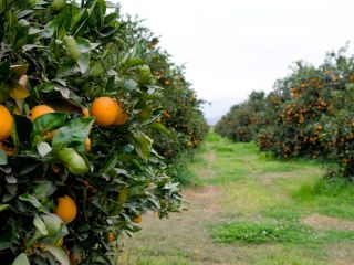 San Pedro y Baradero, en alerta por plaga que puede arrasar con la produccin