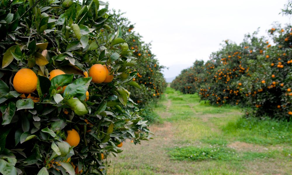 Una plaga que puede arrasar con la producción
