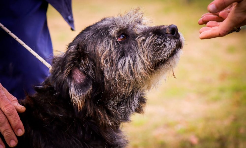 Cronograma del móvil de castración y vacunación
