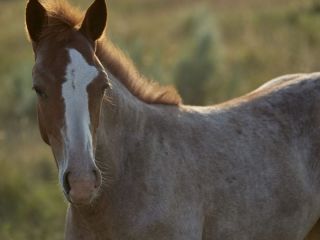 Emergencia Nacional por virus equino con riesgo para humanos