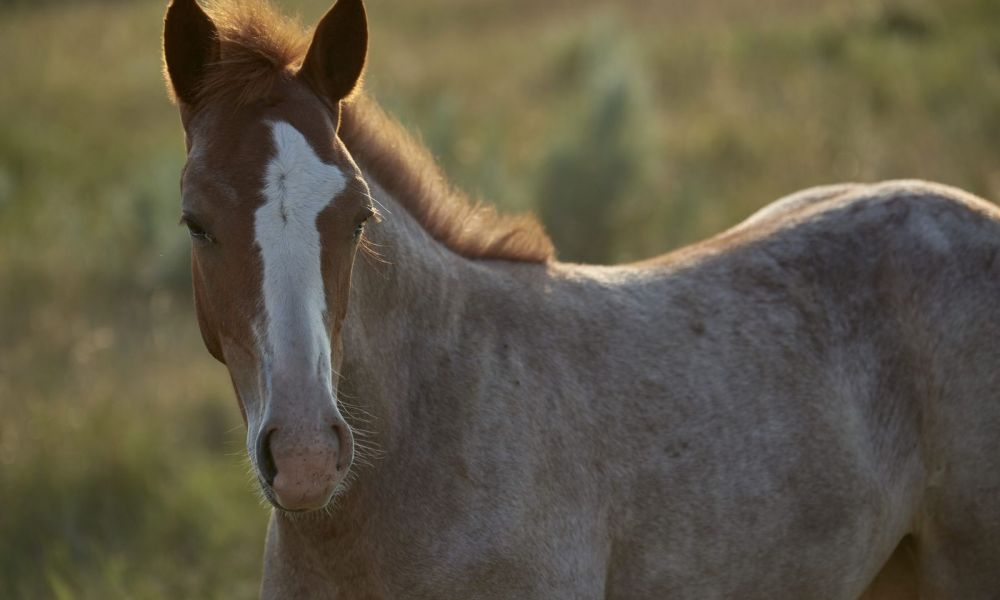 Encefalomielitis equina