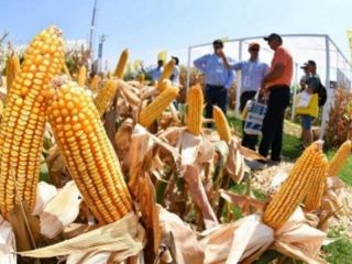 Advierten que las heladas tempranas podran impactar en rindes de soja y maz