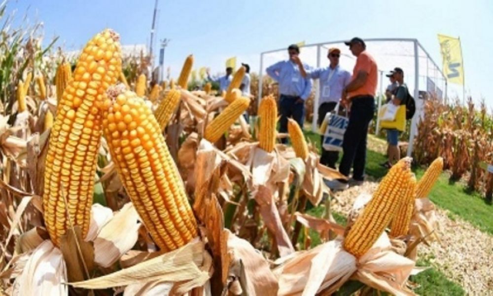 Heladas tempranas podrían impactar en rindes