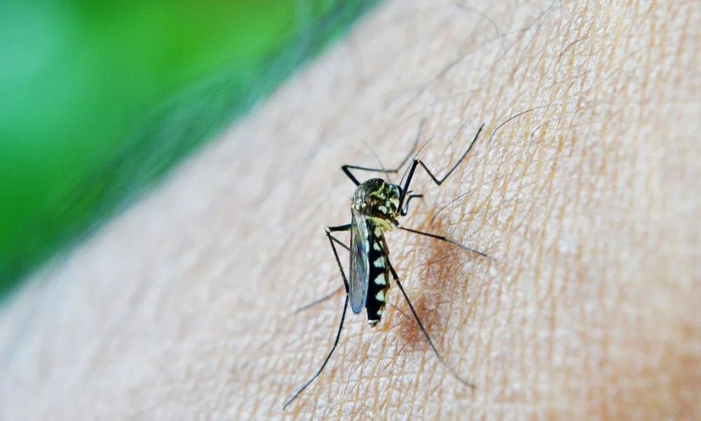 Dengue: Alarmante aumento de casos en Pergamino