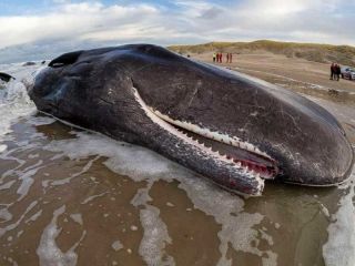 Greenpeace denuncia que el Mar Argentino tiene menos ballenas