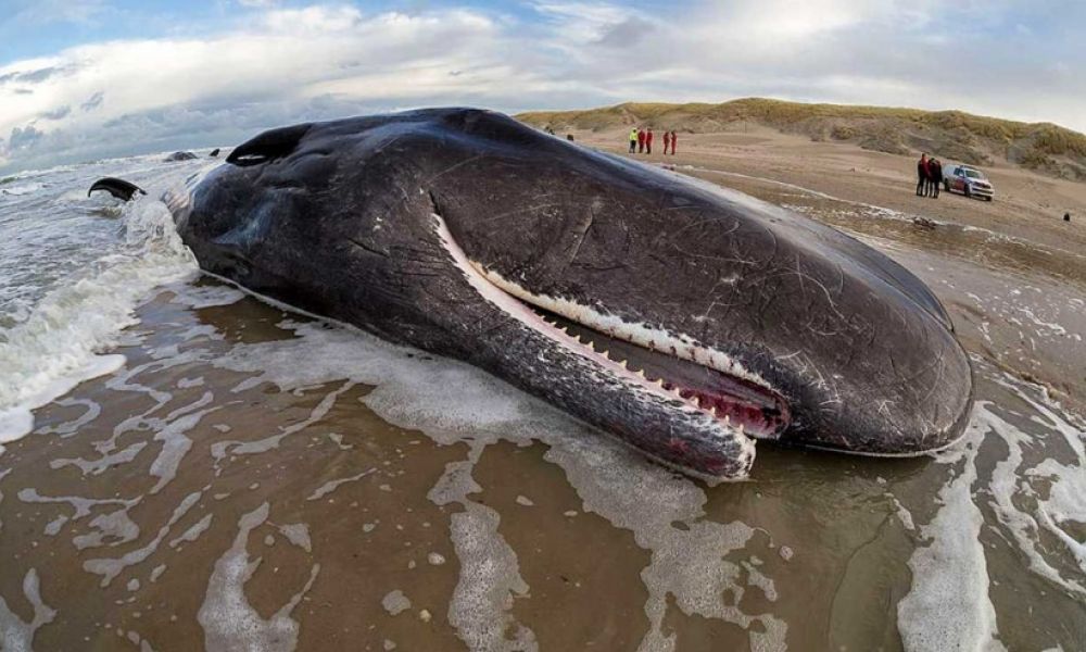 Ballena en Mar Argentino