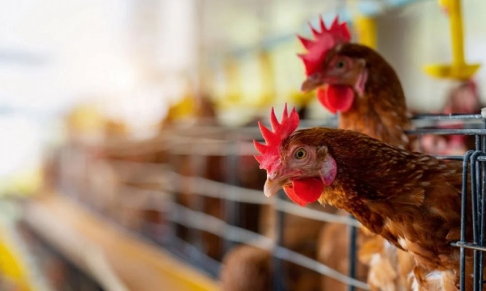 Por la gripe aviar murieron más de 20 mil aves