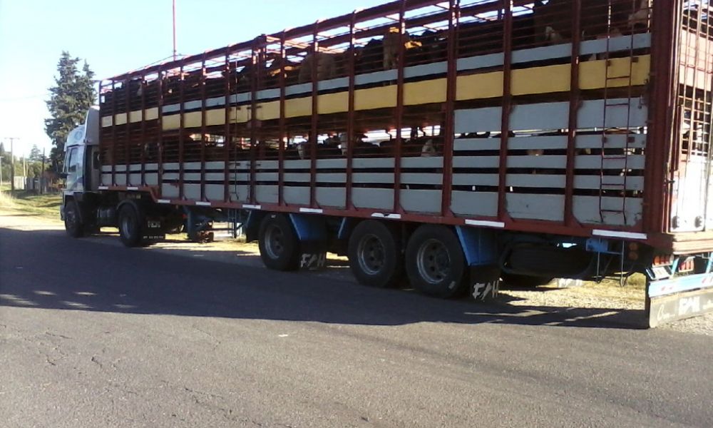 Senasa moderniza la habilitación de transportes de animales