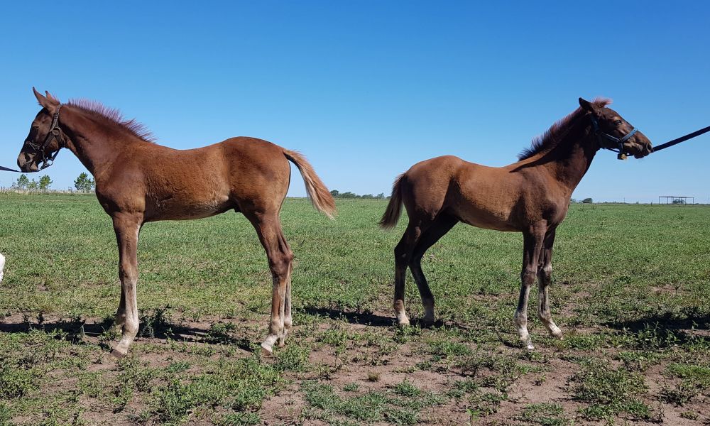 Científicos argentinos clonaron un caballo