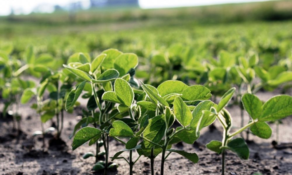 Heladas tempranas limitan la recuperación de cultivos Heladas tempranas limitan la recuperación de cultivos