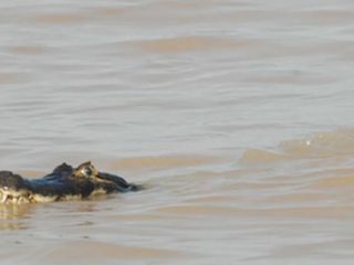Susto en plena tarde de carnaval: Un yacar� apareci� en el balneario La Florida
