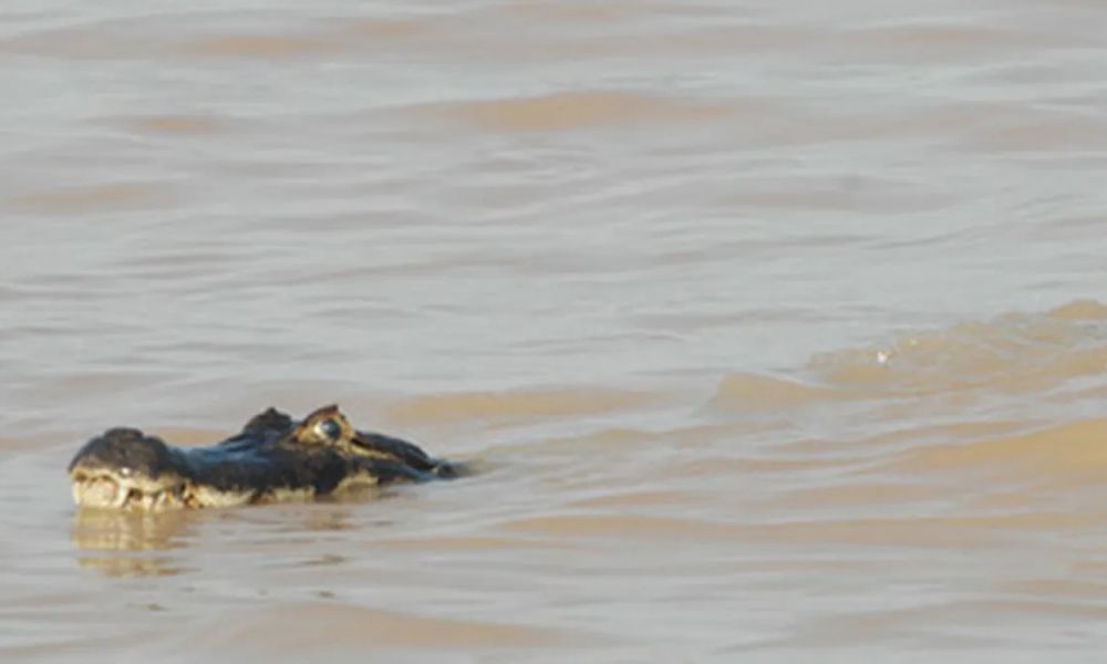 Un yacaré apareció en el balneario La Florida