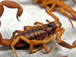 Alerta en Pergamino: Refuerzan recomendaciones para prevenir accidentes con alacranes en los hogares