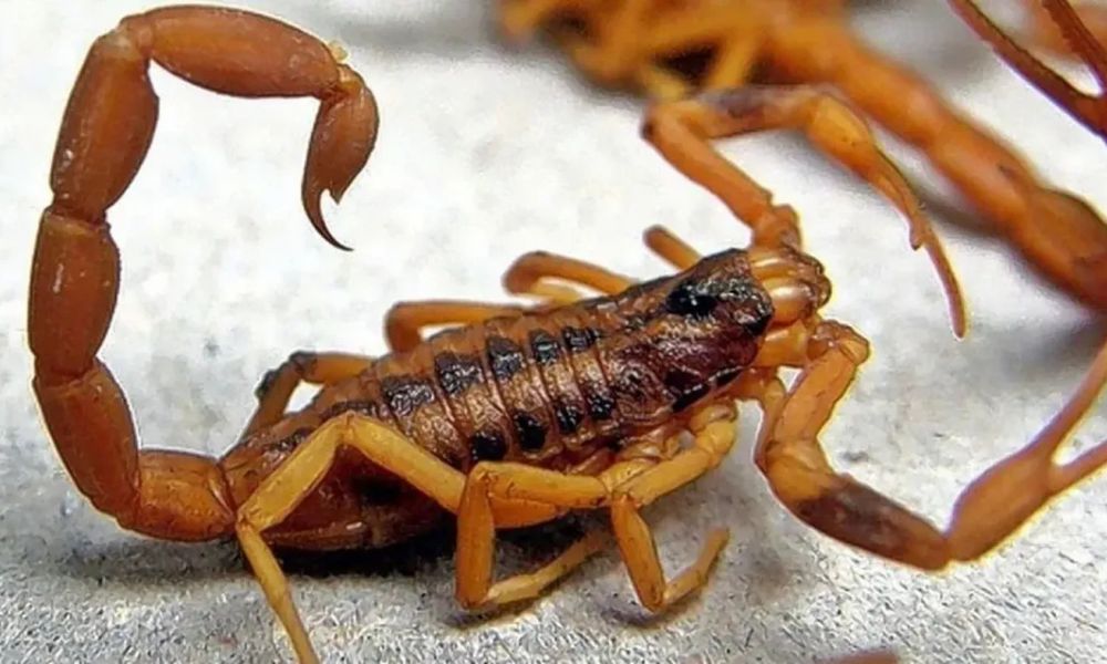 Recomendaciones para prevenir accidentes con alacranes