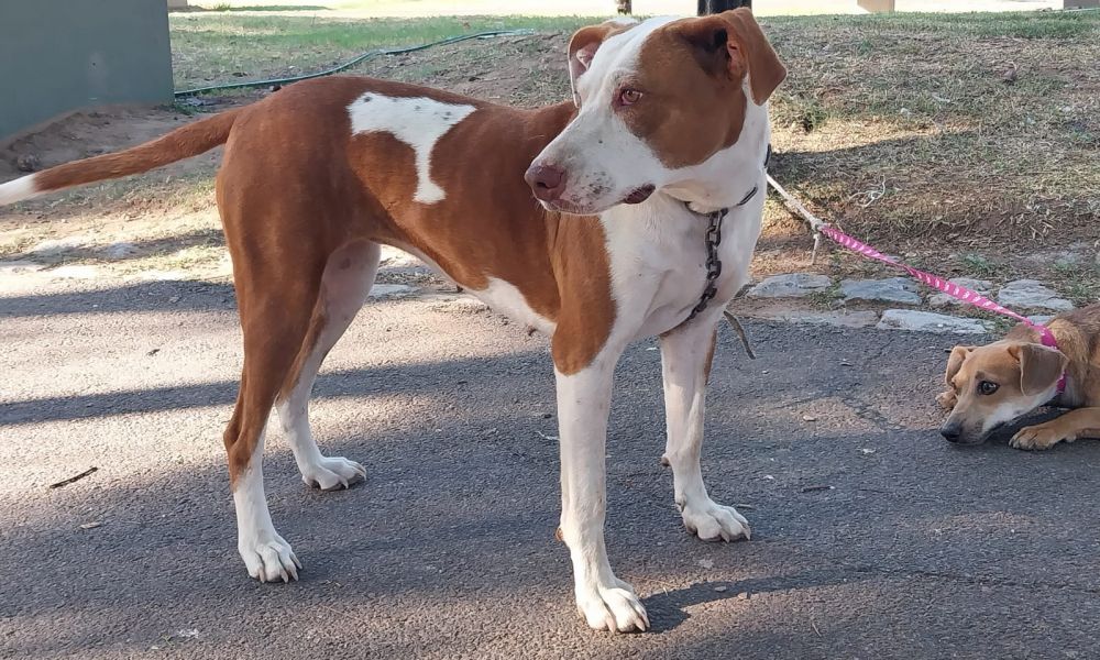 Se postergó la campaña de vacunación antirrábica